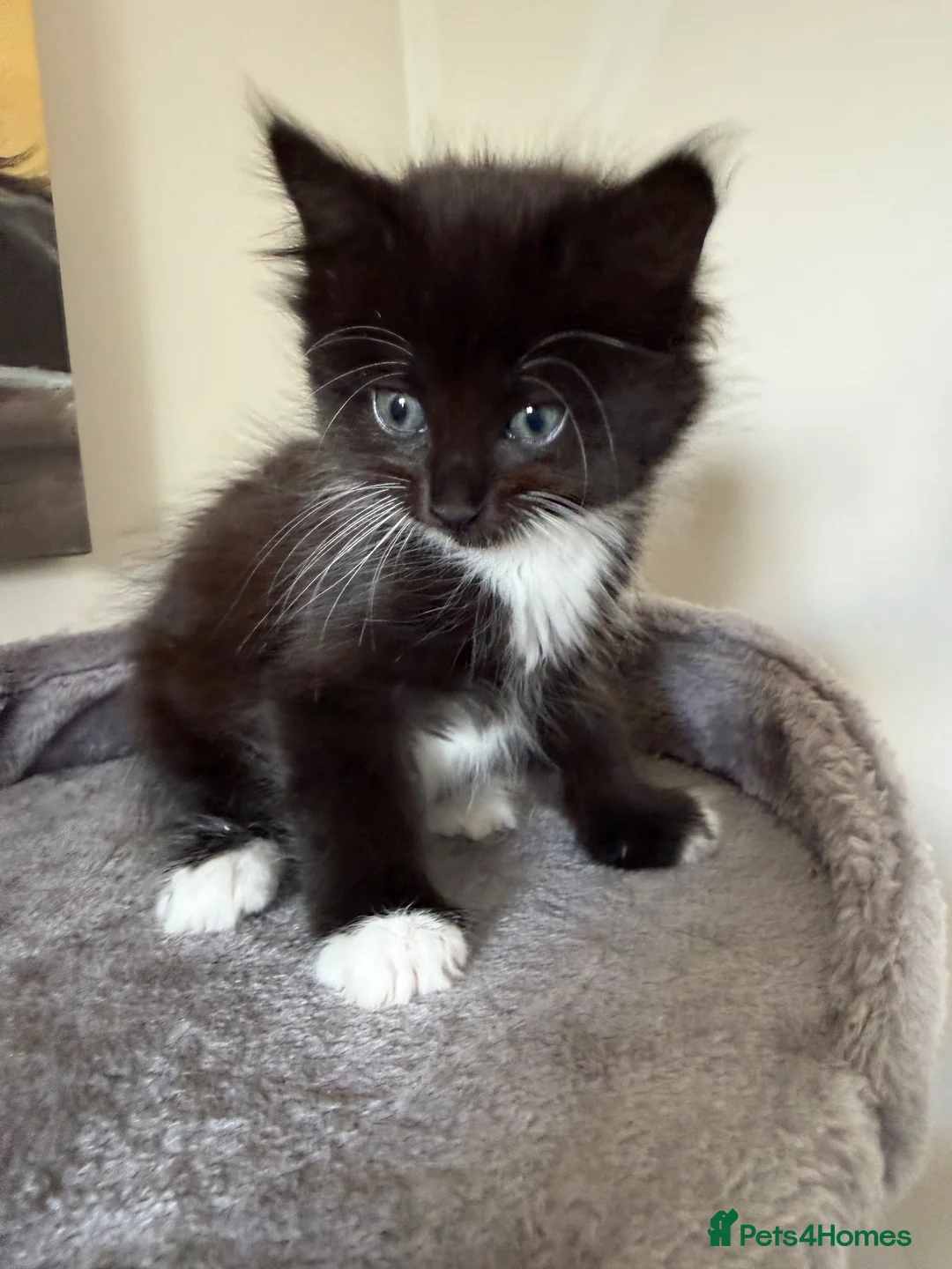 British Shorthair cats for sale: Girl Kitten - Advert 1
