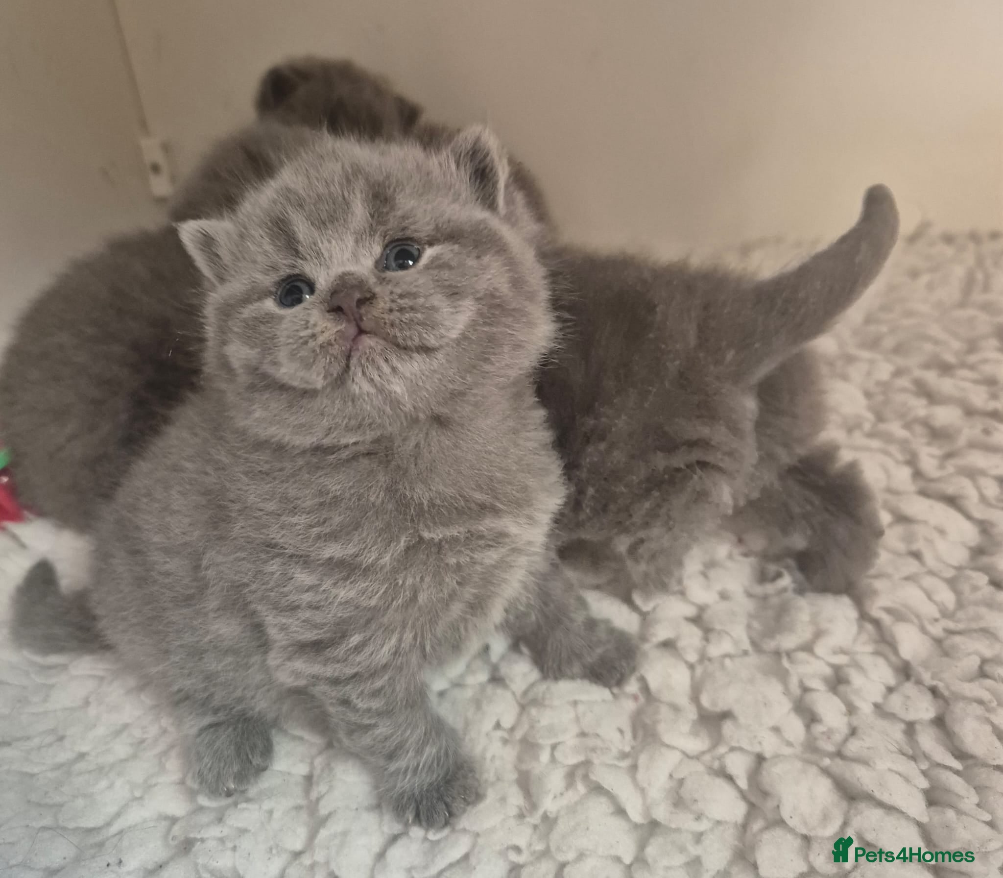 British Shorthair cats STUNNING CHUNKY BSH BLUE BOYS - Advert 1