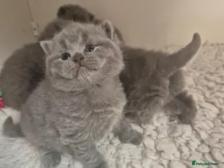 British Shorthair cats STUNNING CHUNKY BSH BLUE BOYS - Advert 1
