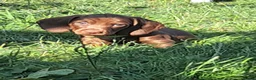 Dachshund dogs for sale: Beautiful Dachshund Puppies in Edinburgh - Advert 13