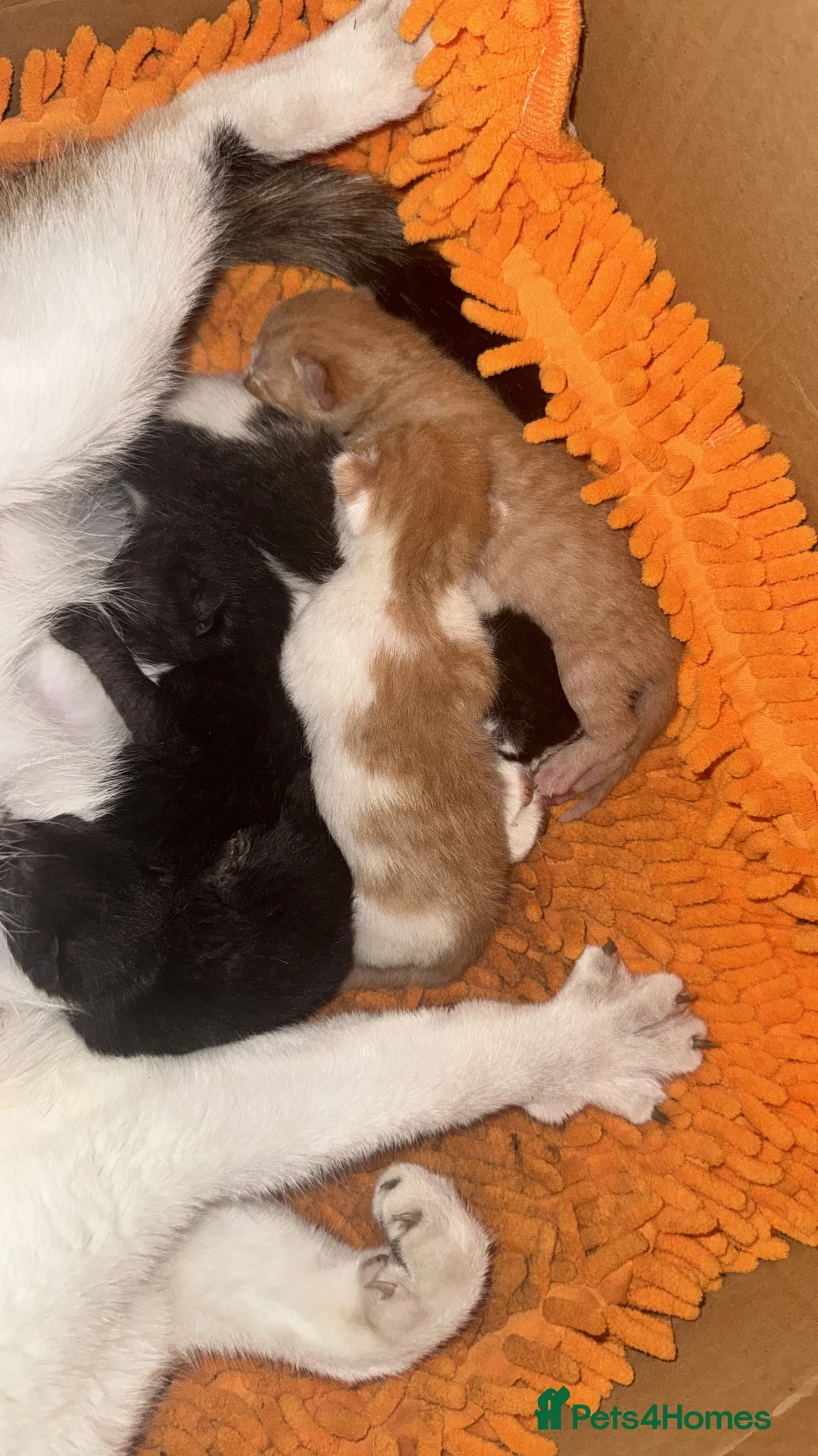 Mixed Breed cats for sale: Mixed breed stunning kittens - Advert 8