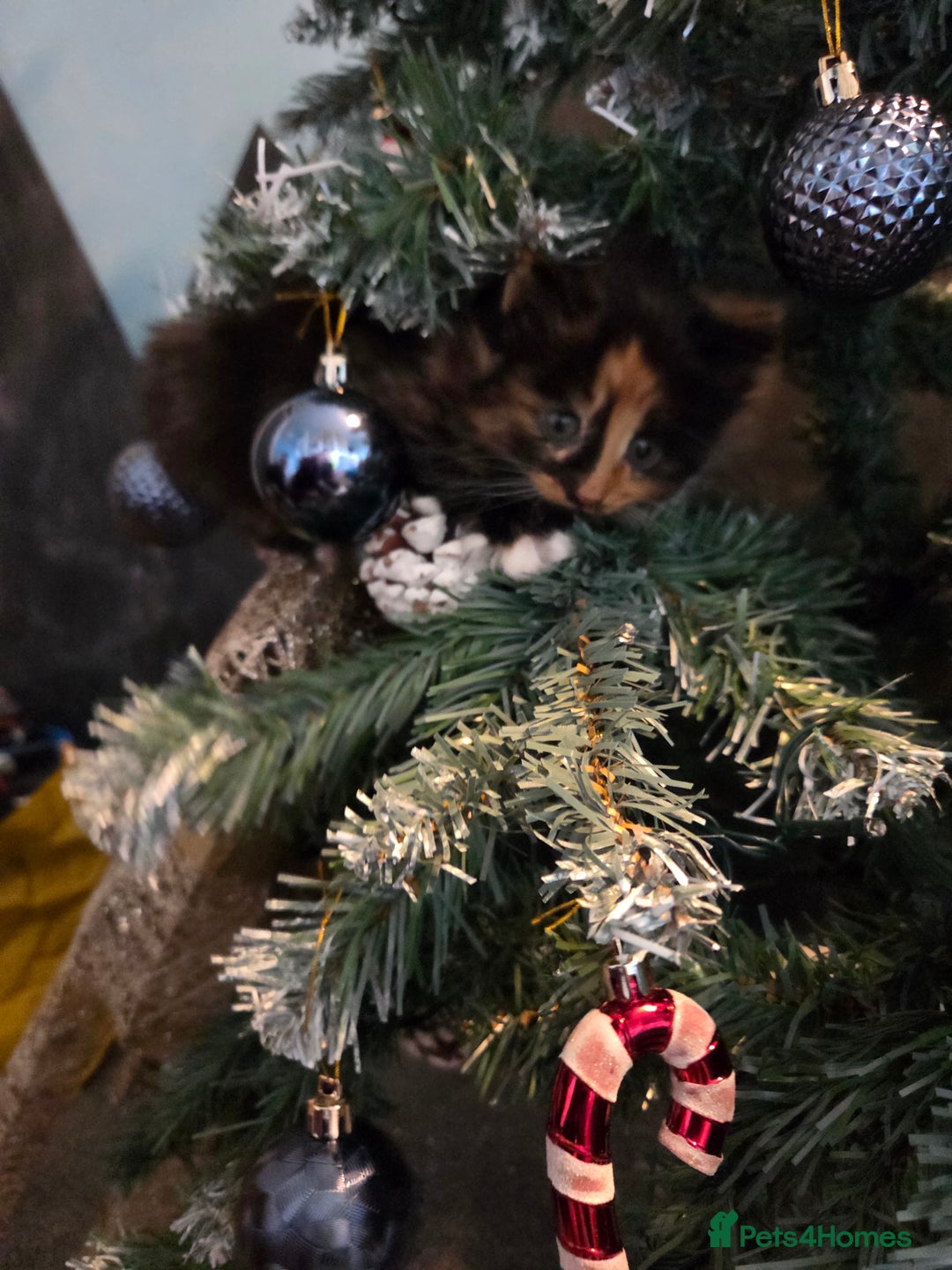 Mixed Breed cats for sale: 3 little kittens looking for forever home - Advert 7