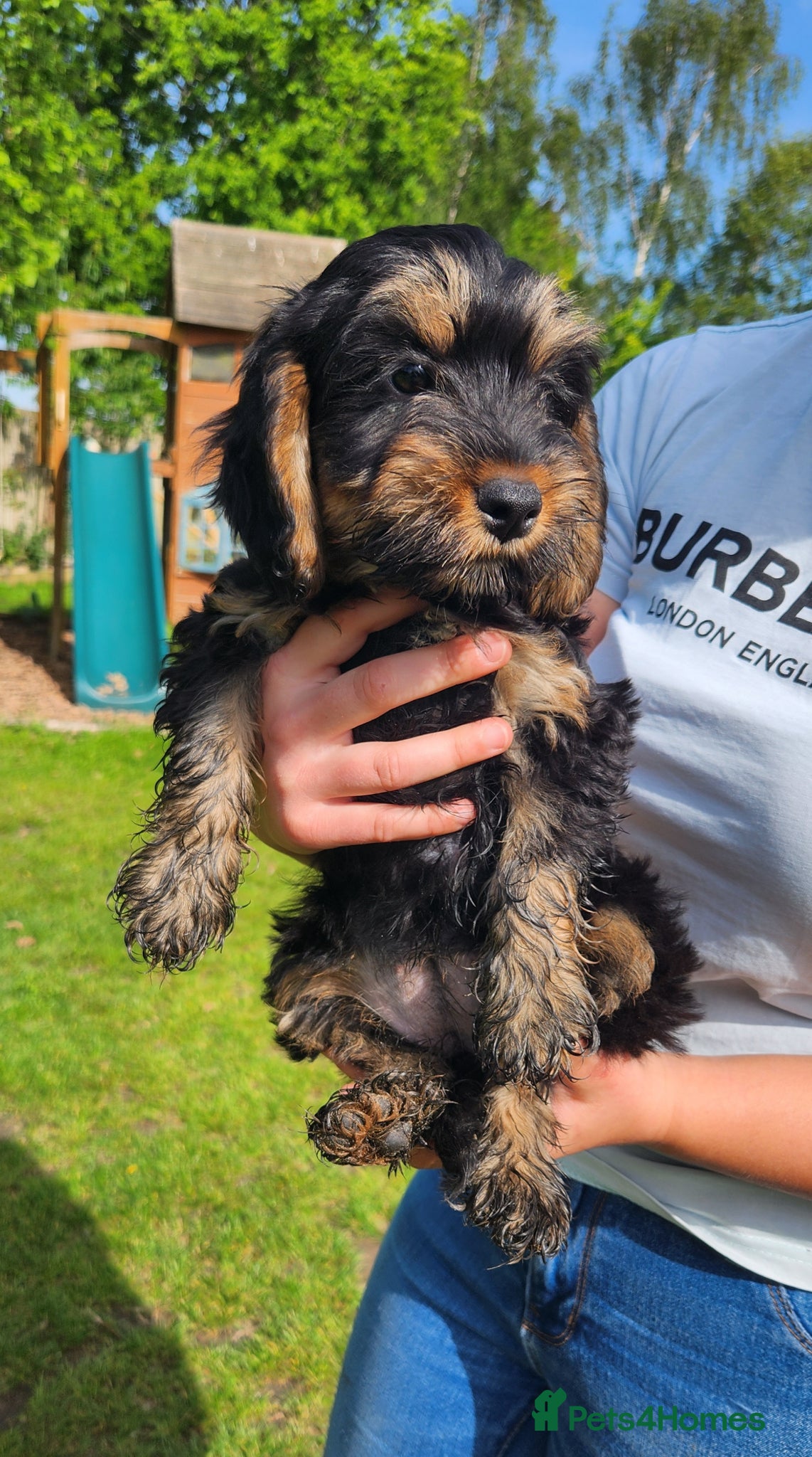 Cockapoo dogs Last little girls cockapoo pup left ready now - Advert 2
