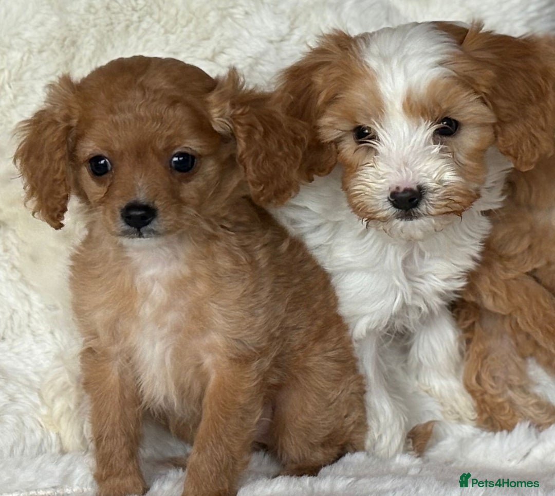 Cavapoo dogs for sale: Beautiful cavapoos - Image 8