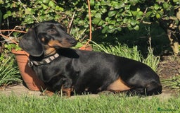 Miniature Dachshund dogs for sale: Miniature dachshund female - Image 25