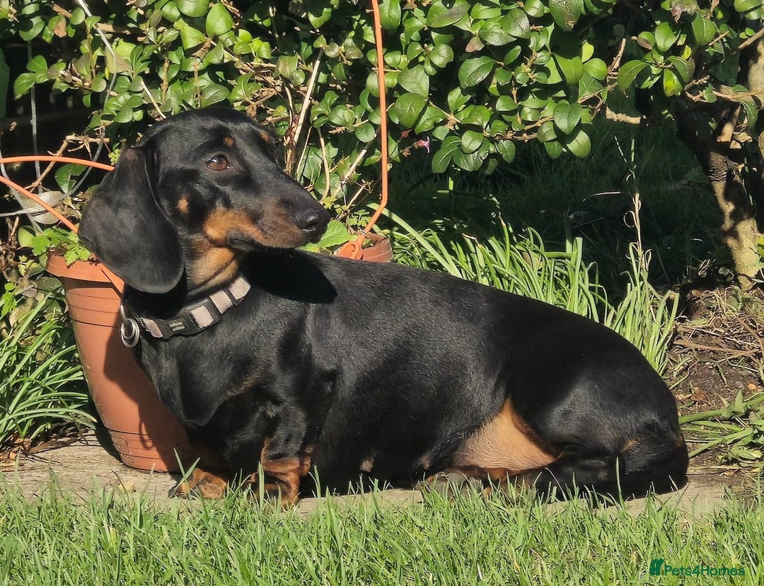 Miniature Dachshund dogs for sale: Miniature dachshund female - Image 25