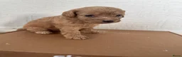 Cockapoo dogs for sale: Stunning F2 cockapoos in Whitehaven - Advert 5