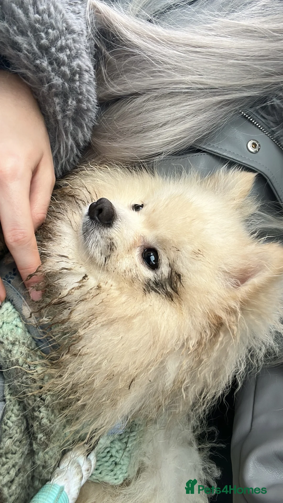 Pomeranian dogs for stud: Gorgeous white Pomeranian for stud  - Advert 2