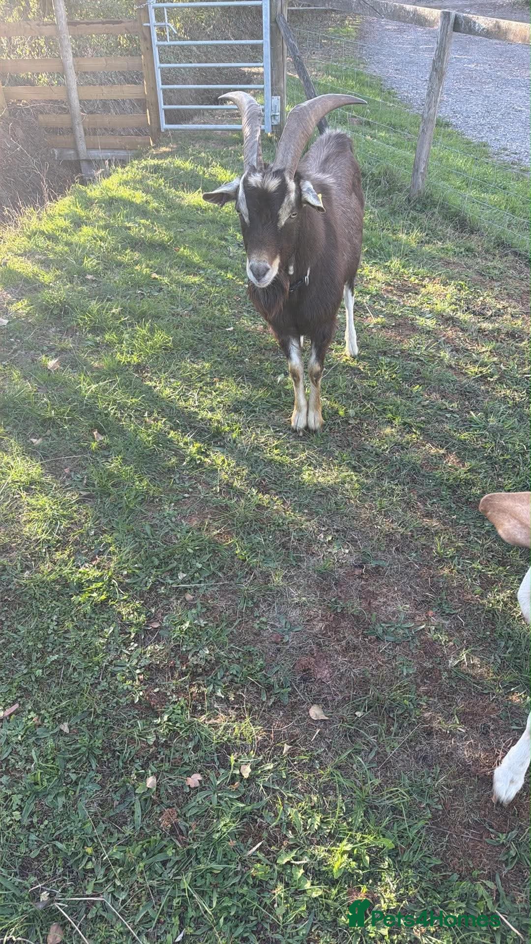 Goats livestock Billy goat - Advert 1