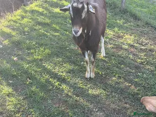 Goats livestock Billy goat - Advert 3