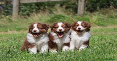 Australian Shepherd dogs - Advert 3