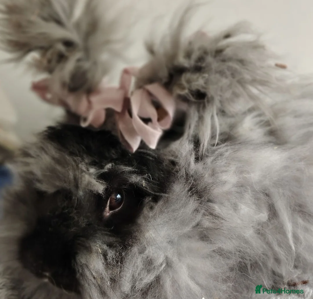 Angora rabbits for sale: Pure bred Angora Rabbit - Advert 4