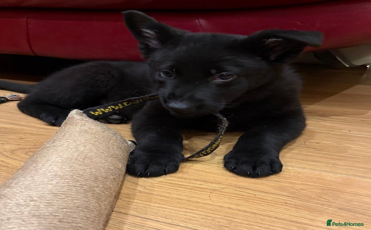 German Shepherd dogs KC Reg Working Line GSD pups. - Advert 11