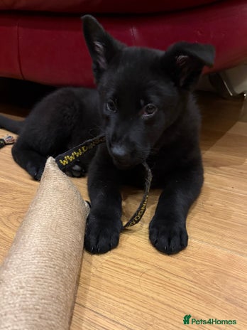 German Shepherd dogs KC Reg Working Line GSD pups. - Advert 11