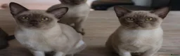 Burmese cats for sale: Beautiful playful Burmese kittens  - Advert 3