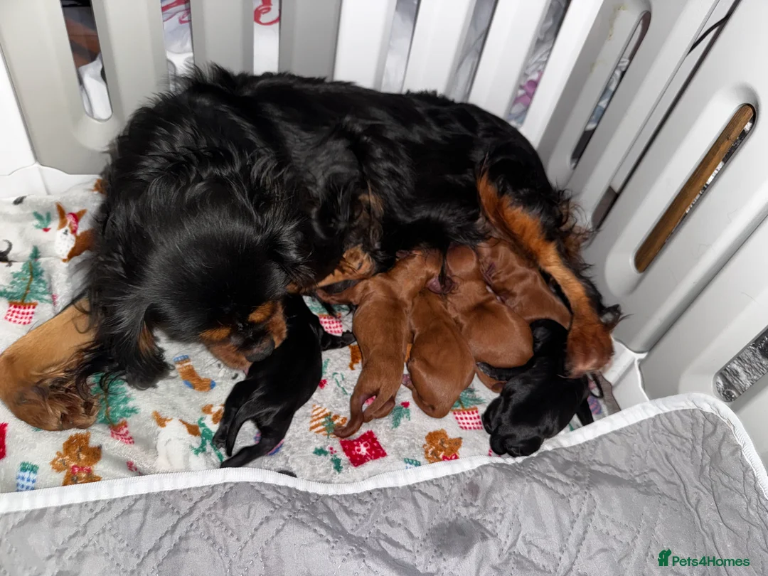 Toy Poodle dogs for stud: Vinnie 💥 - Advert 7