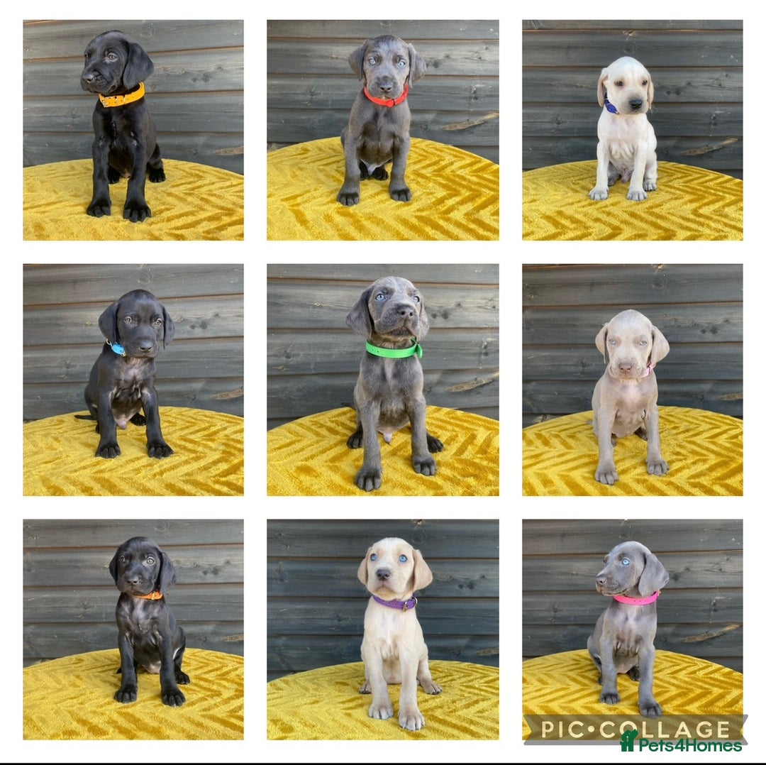 Mixed Breed dogs for sale: 6/9 F2 Weimador / Labmaraner  - Advert 21