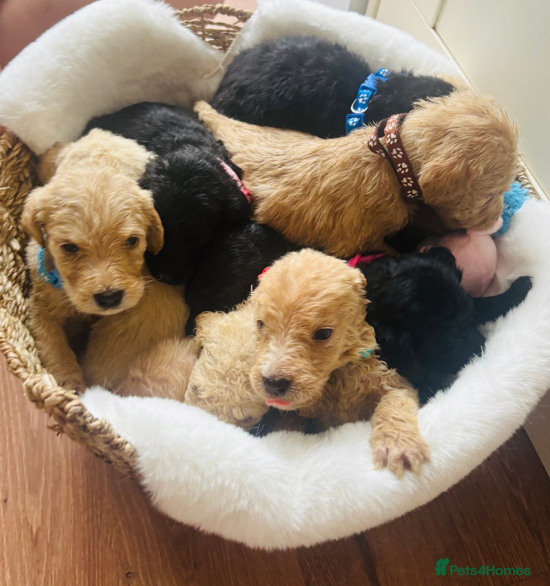 Labradoodle dogs for sale: F1 Labradoodles  - Image 11