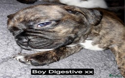 Mixed Breed dogs for sale: Puppies for sale  - Image 4