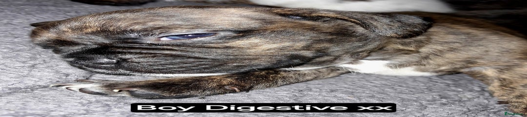Digestive 