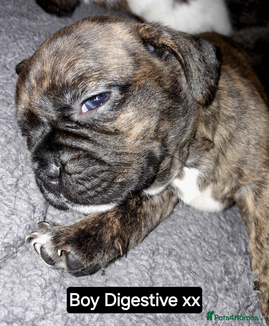 Mixed Breed dogs for sale: Puppies for sale  - Image 4