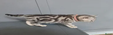 British Shorthair 1