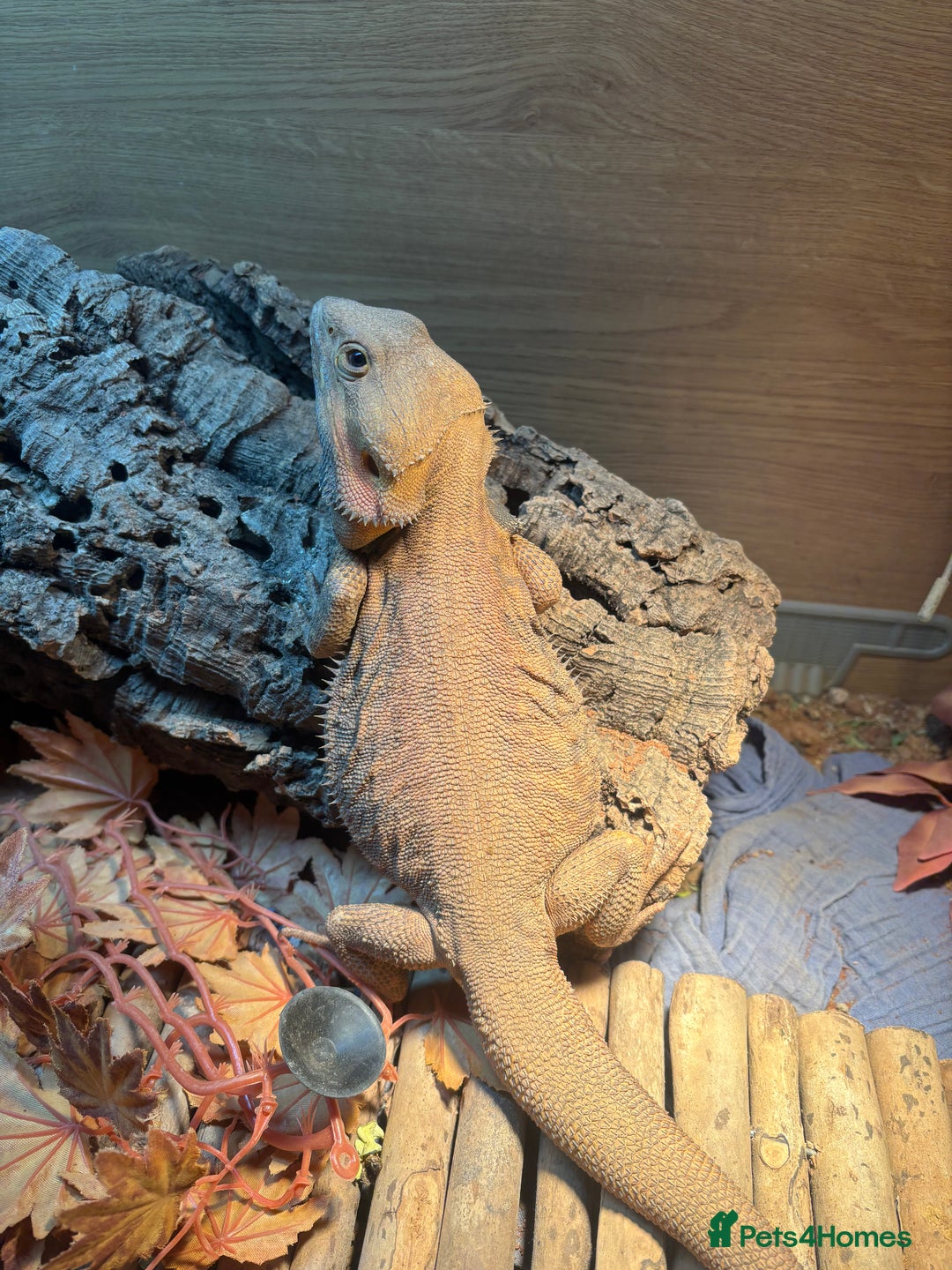 Bearded Dragon reptiles for sale: Bearded Dragon full set up for sale - Advert 2