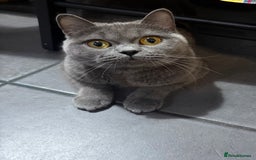 Mixed Breed cats for sale: British Short hair mixed breeds  - Advert 1