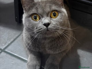 Mixed Breed cats British Short hair mixed breeds - Advert 2