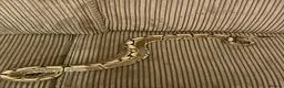 Python Snake reptiles for sale: Royal Python Collection Designer Morphs Females - Advert 7