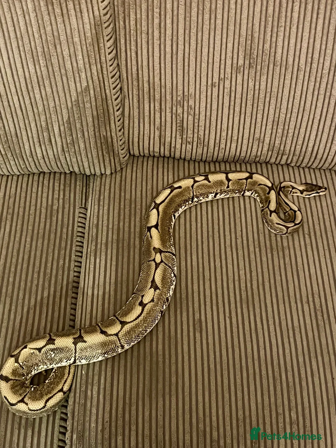 Python Snake reptiles for sale: Royal Python Collection Designer Morphs Females - Advert 7