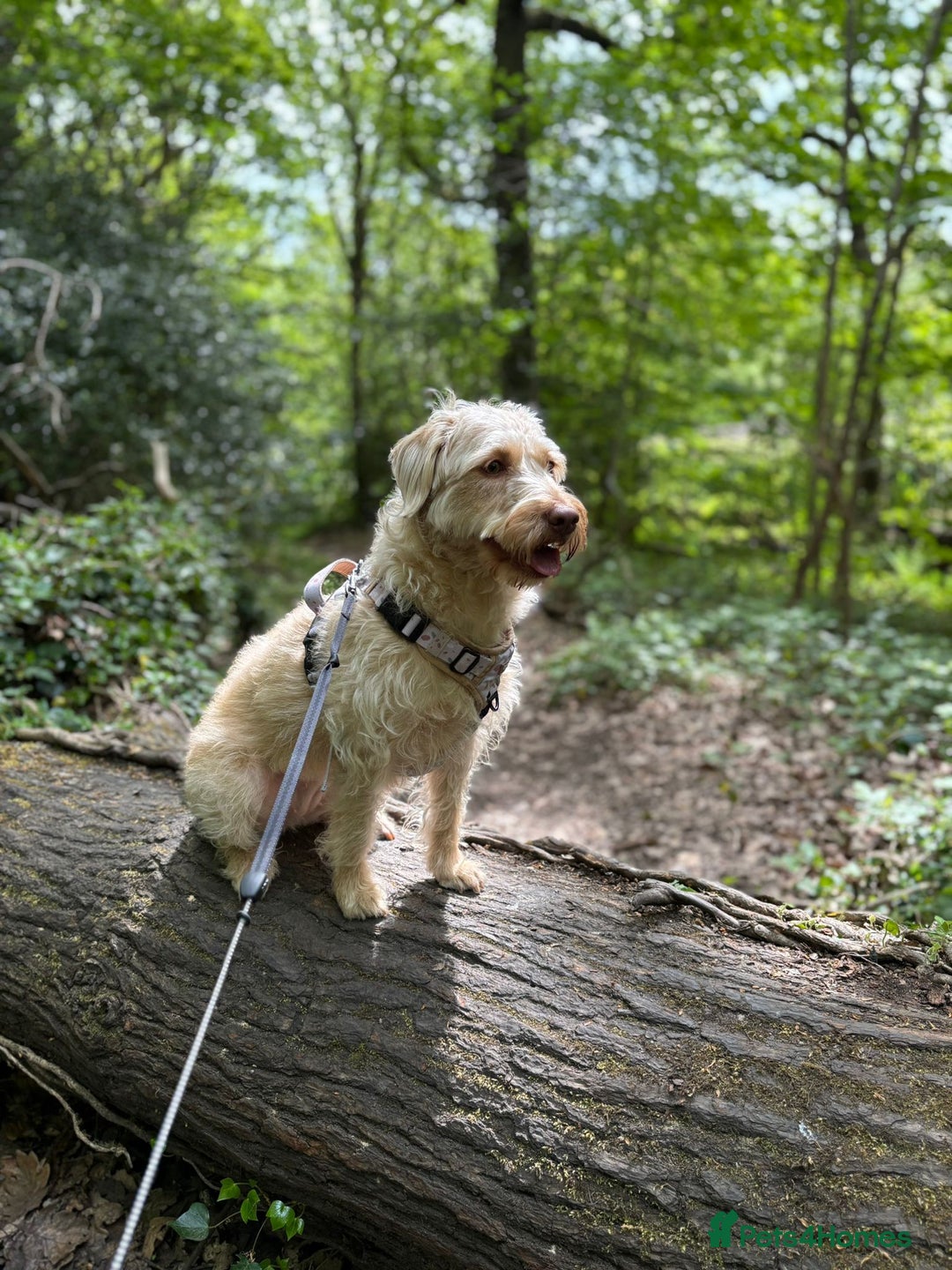 Labradoodle dogs for sale: Miniature Labradoodle - Image 3
