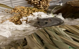 Hamster rodents for sale: Russian Dwarf Hamster Male 12 weeks - Image 5