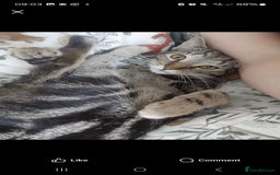 Mixed Breed cats for sale: 'Haze' - Image 4