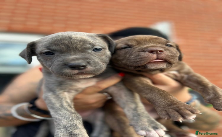 Mixed Breed dogs - Advert 11