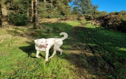 Mixed Breed dogs for adoption: DOUGIE - looking for an active guardian. - Image 5