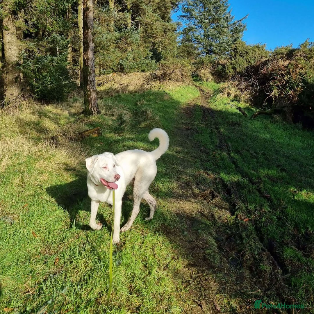 Mixed Breed dogs for adoption: DOUGIE - looking for an active guardian. - Image 5