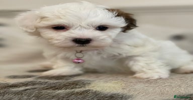 Coton De Tulear dogs - Advert 9