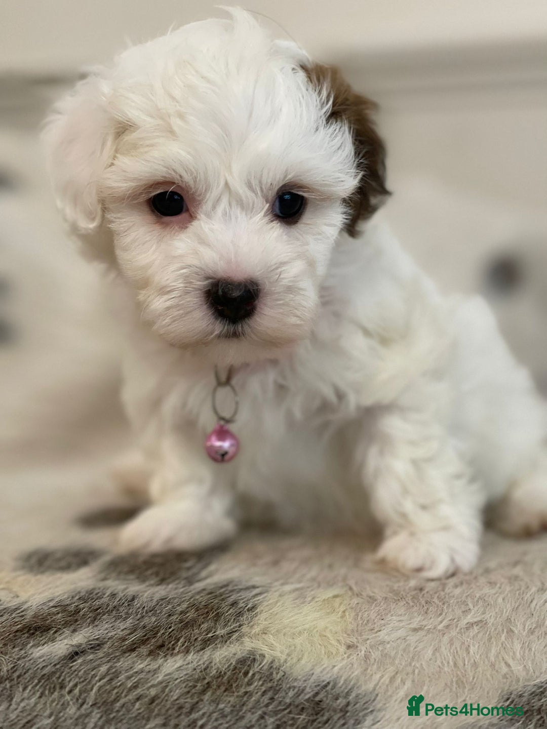 Coton De Tulear dogs for sale: Adorable Havaton puppies  - Image 7