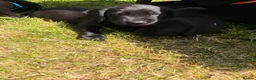 Cockerdor dogs for sale: 3 Cockerdor puppies looking for their forever home - Advert 8