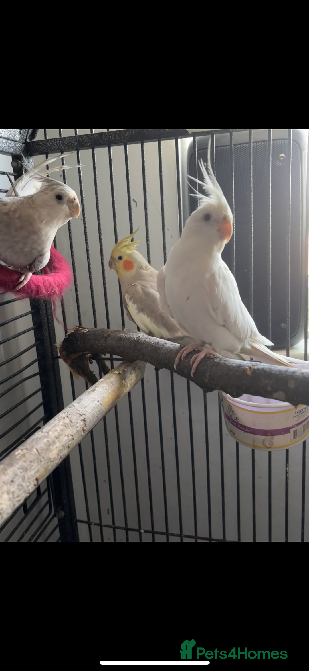 Cockatiels birds for sale: 4 beautiful cockatiels for sale  - Advert 5