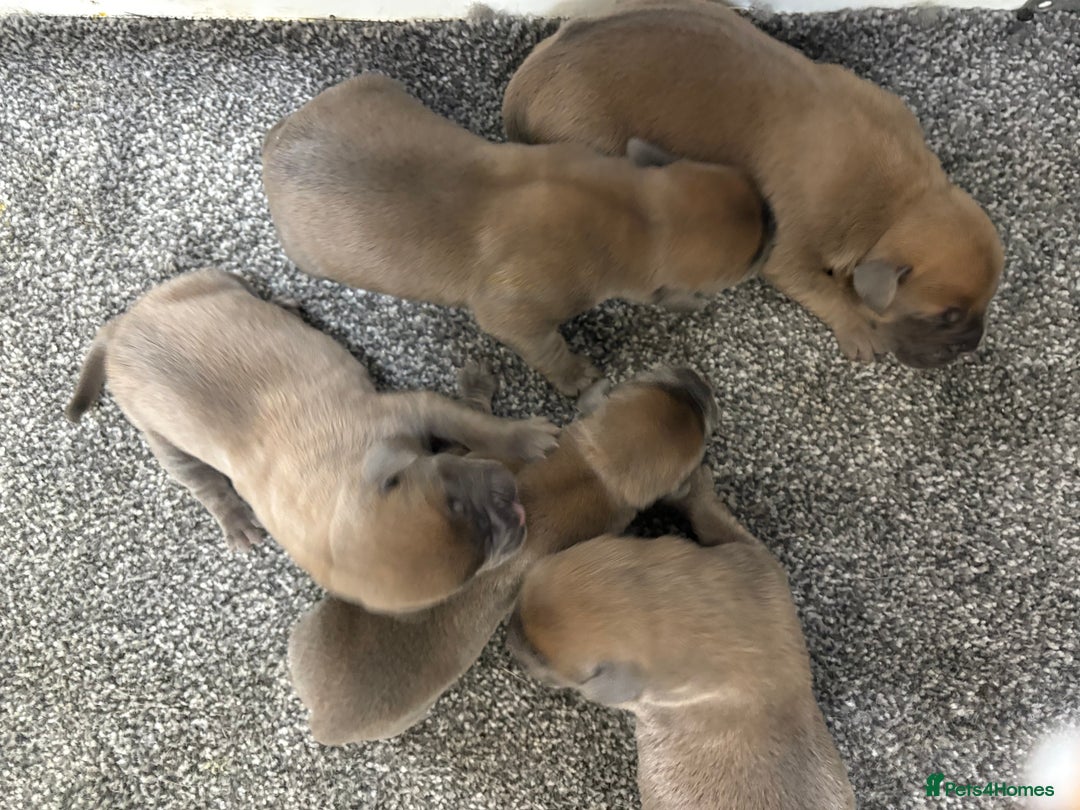 Boerboel dogs for sale: QUALITY NABBR REGISTERED PUPS!  - Advert 21