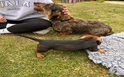 Dachshund dogs for sale: Wire haired dachshund puppies - Image 12