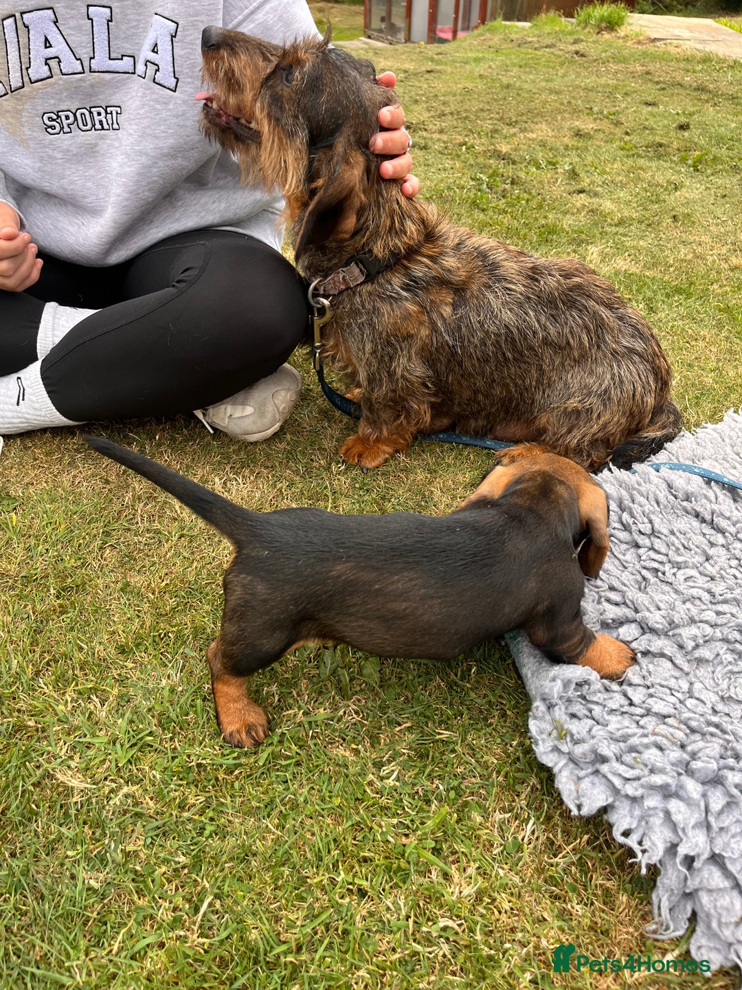 Dachshund dogs for sale: Wire haired dachshund puppies - Image 12