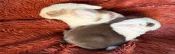 Mini Lop rabbits for sale: Please meet our gorgeous mini lops - Advert 17
