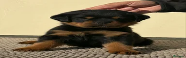 Rottweiler Puppy 2