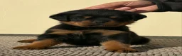 Rottweiler dogs for sale: 🩶 Beautiful Rottweiler Puppies 🩵 - Advert 4