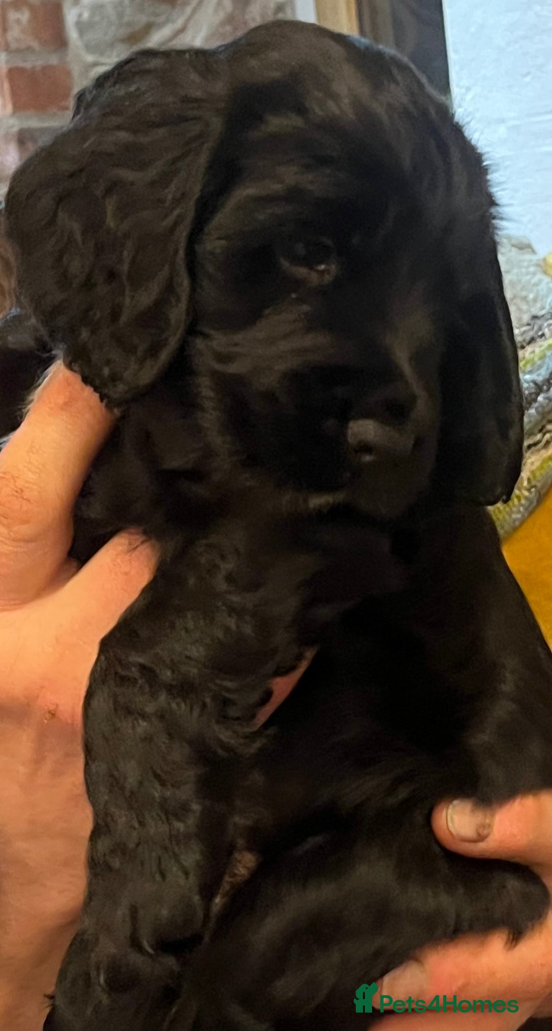 Cocker Spaniel dogs for sale: Gorgeous working cocker spaniel puppies for sale  - Advert 2