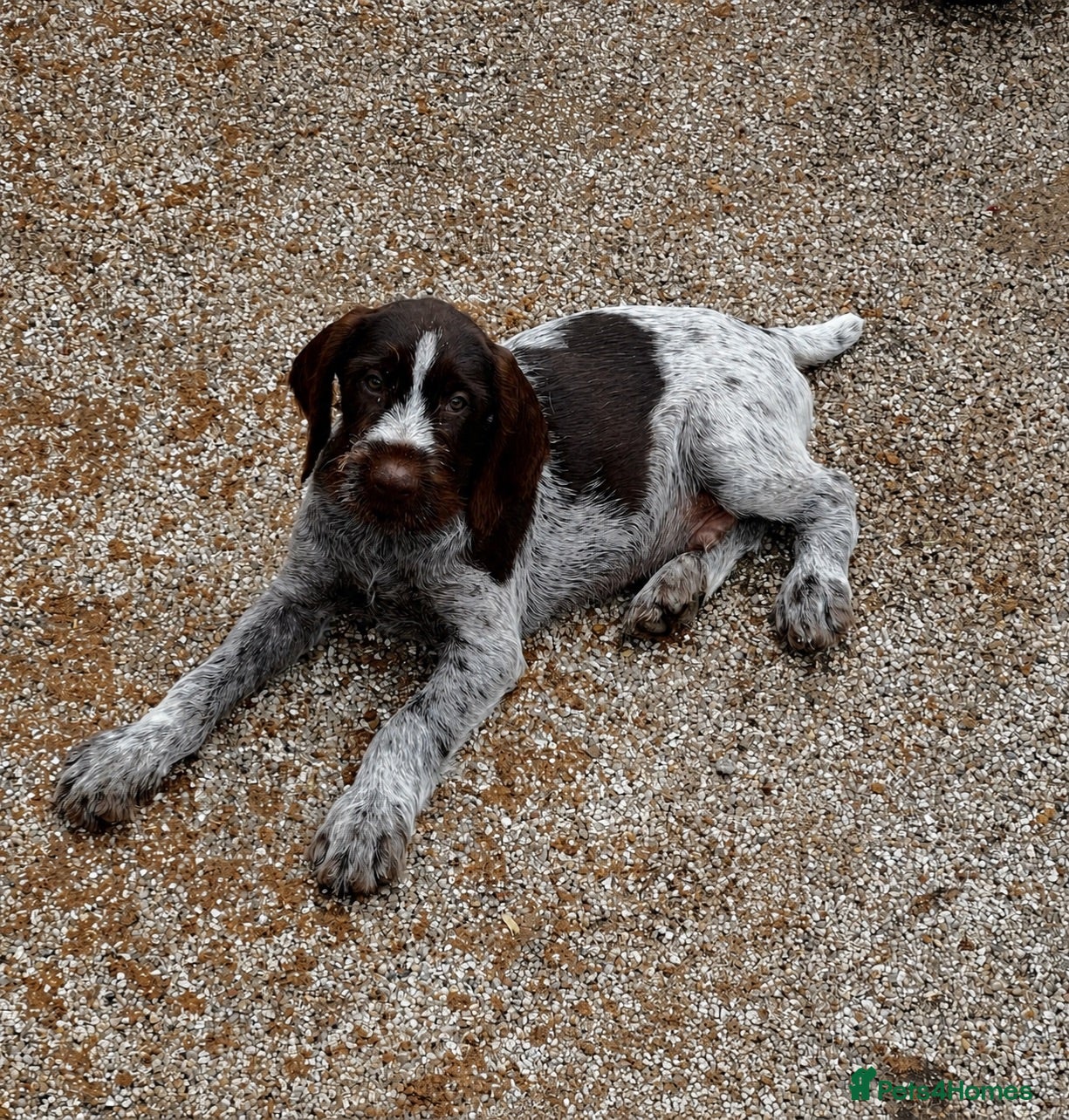 German Wirehaired Pointer dogs Fantastic working German wire haired pointers  - Advert 2