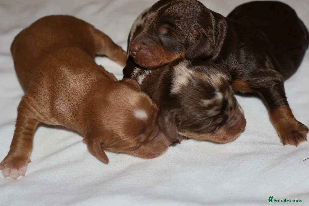 Cockapoo dogs for sale: Exceptional cockapoo puppies  - Advert 9